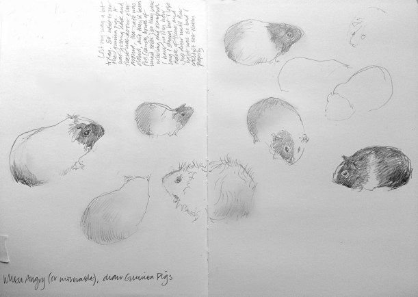 Sketchbook Guinea Pigs 2