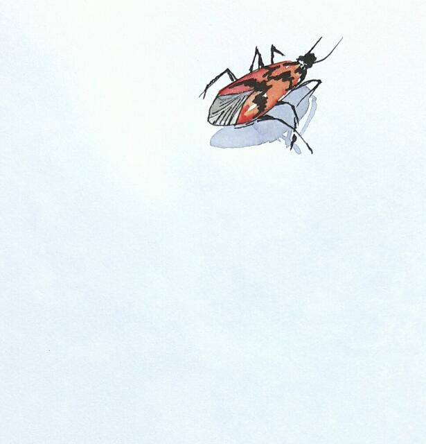 Drawing of little red insect 