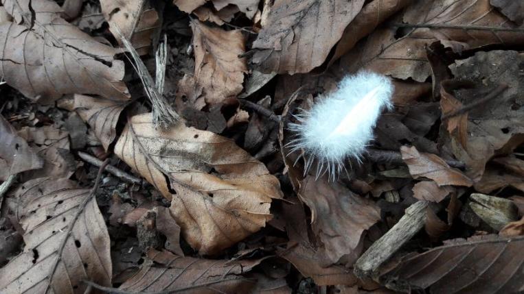 Small white feather fallen on dry leaves 